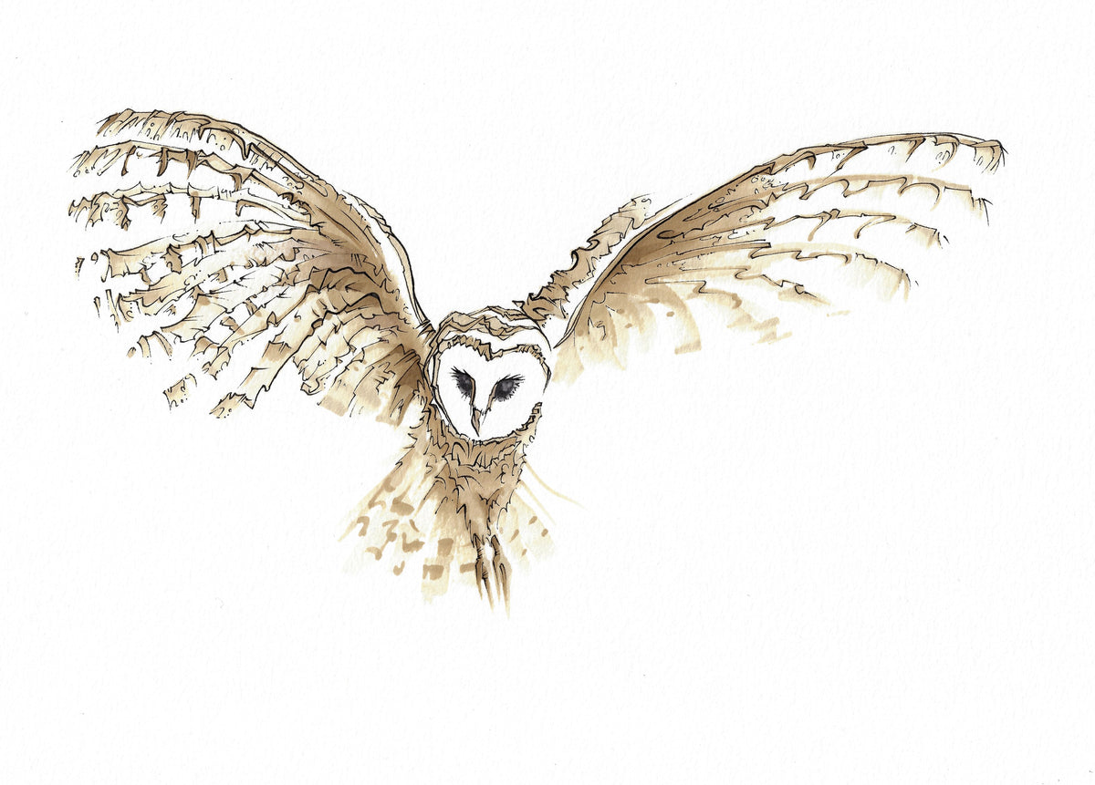 Barred Owl 1 (3000)