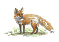 Red Fox (3002)