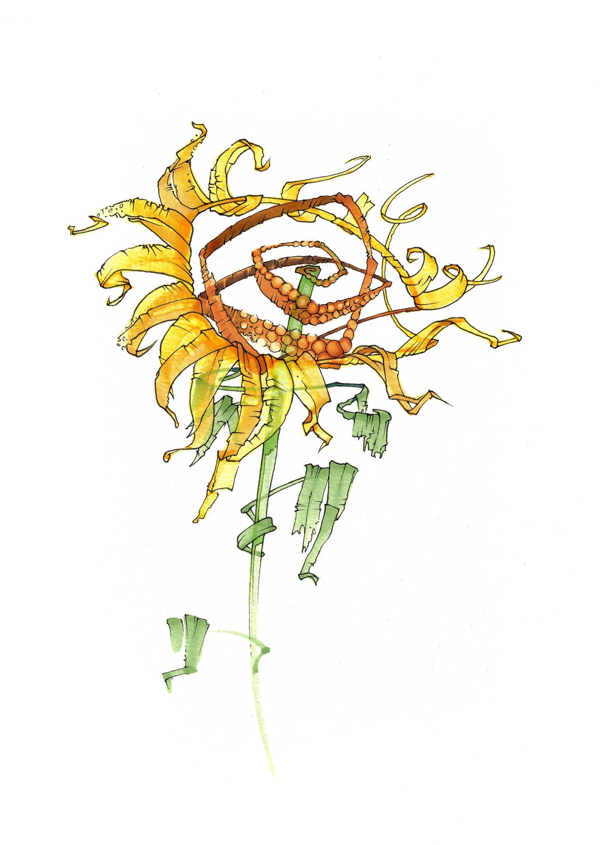 Sunflower 2 (3012)