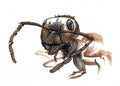 Ant (3100)