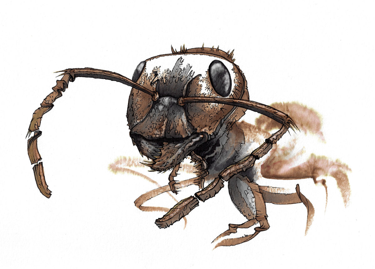 Ant (3100)